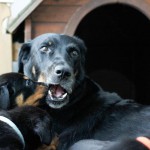 Beauceron-Welpen-5.Woche-E-Wurf