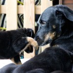 Beauceron-Welpen-5.Woche-E-Wurf