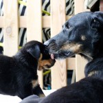 Beauceron-Welpen-5.Woche-E-Wurf