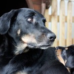 Beauceron-Welpen-5.Woche-E-Wurf