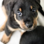 Beauceron-Welpen-5.Woche-E-Wurf