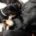 Beauceron-Welpen-5.Woche-E-Wurf