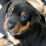 Beauceron-Welpen-5.Woche-E-Wurf