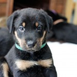 Beauceron-Welpen-5.Woche-E-Wurf