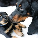 Beauceron-Welpen-5.Woche-E-Wurf