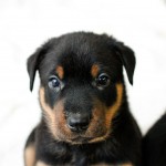 Beauceron-Welpen-5.Woche-E-Wurf