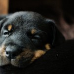 Beauceron-Welpen-5.Woche-E-Wurf