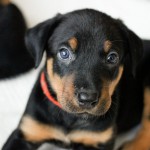 Beauceron-Welpen-5.Woche-E-Wurf