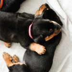 Beauceron-Welpen-5.Woche-E-Wurf