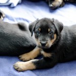 Beauceron-Welpen-6.Woche-E-Wurf-Nikolaus-Kugler_von-den-Wächtern-aus-Bayern