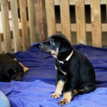 Beauceron-Welpen-6.Woche-E-Wurf-Nikolaus-Kugler_von-den-Wächtern-aus-Bayern