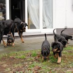 Beauceron-Welpen-6.Woche-E-Wurf-Nikolaus-Kugler_von-den-Wächtern-aus-Bayern