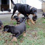 Beauceron-Welpen-6.Woche-E-Wurf-Nikolaus-Kugler_von-den-Wächtern-aus-Bayern