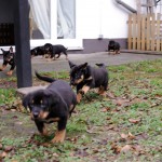 Beauceron-Welpen-6.Woche-E-Wurf-Nikolaus-Kugler_von-den-Wächtern-aus-Bayern