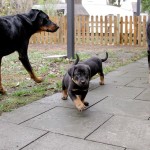 Beauceron-Welpen-6.Woche-E-Wurf-Nikolaus-Kugler_von-den-Wächtern-aus-Bayern