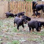 Beauceron-Welpen-6.Woche-E-Wurf-Nikolaus-Kugler_von-den-Wächtern-aus-Bayern