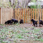 Beauceron-Welpen-6.Woche-E-Wurf-Nikolaus-Kugler_von-den-Wächtern-aus-Bayern