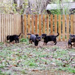 Beauceron-Welpen-6.Woche-E-Wurf-Nikolaus-Kugler_von-den-Wächtern-aus-Bayern