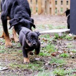 Beauceron-Welpen-6.Woche-E-Wurf-Nikolaus-Kugler_von-den-Wächtern-aus-Bayern