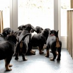 Beauceron-Welpen-6.Woche-E-Wurf-Nikolaus-Kugler_von-den-Wächtern-aus-Bayern