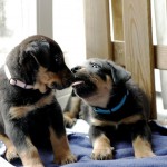 Beauceron-Welpen-6.Woche-E-Wurf-Nikolaus-Kugler_von-den-Wächtern-aus-Bayern