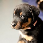 Beauceron-Welpen-6.Woche-E-Wurf-Nikolaus-Kugler_von-den-Wächtern-aus-Bayern