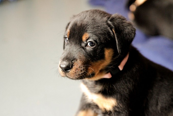 Beauceron-Welpen-6.Woche-E-Wurf-Nikolaus-Kugler_von-den-Wächtern-aus-Bayern