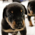 Beauceron-Welpen-4.Woche-E-Wurf