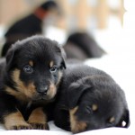 Beauceron-Welpen-4.Woche-E-Wurf