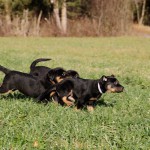 Beauceron-Welpen-7.Woche-E-Wurf-Nikolaus-Kugler_von-den-Waechtern-aus-Bayern