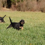 Beauceron-Welpen-7.Woche-E-Wurf-Nikolaus-Kugler_von-den-Waechtern-aus-Bayern