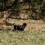 Beauceron-Welpen-7.Woche-E-Wurf-Nikolaus-Kugler_von-den-Waechtern-aus-Bayern