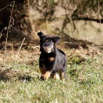 Beauceron-Welpen-7.Woche-E-Wurf-Nikolaus-Kugler_von-den-Waechtern-aus-Bayern