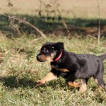 Beauceron-Welpen-7.Woche-E-Wurf-Nikolaus-Kugler_von-den-Waechtern-aus-Bayern