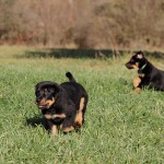 Beauceron-Welpen-7.Woche-E-Wurf-Nikolaus-Kugler_von-den-Waechtern-aus-Bayern