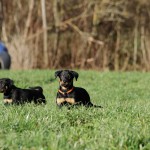 Beauceron-Welpen-7.Woche-E-Wurf-Nikolaus-Kugler_von-den-Waechtern-aus-Bayern