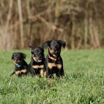 Beauceron-Welpen-7.Woche-E-Wurf-Nikolaus-Kugler_von-den-Waechtern-aus-Bayern