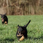 Beauceron-Welpen-7.Woche-E-Wurf-Nikolaus-Kugler_von-den-Waechtern-aus-Bayern