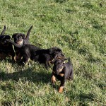 Beauceron-Welpen-7.Woche-E-Wurf-Nikolaus-Kugler_von-den-Waechtern-aus-Bayern