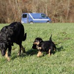 Beauceron-Welpen-7.Woche-E-Wurf-Nikolaus-Kugler_von-den-Waechtern-aus-Bayern