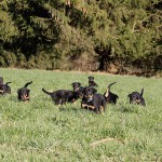 Beauceron-Welpen-7.Woche-E-Wurf-Nikolaus-Kugler_von-den-Waechtern-aus-Bayern