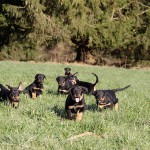 Beauceron-Welpen-7.Woche-E-Wurf-Nikolaus-Kugler_von-den-Waechtern-aus-Bayern