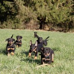 Beauceron-Welpen-7.Woche-E-Wurf-Nikolaus-Kugler_von-den-Waechtern-aus-Bayern