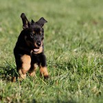 Beauceron-Welpen-7.Woche-E-Wurf-Nikolaus-Kugler_von-den-Waechtern-aus-Bayern