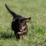 Beauceron-Welpen-7.Woche-E-Wurf-Nikolaus-Kugler_von-den-Waechtern-aus-Bayern