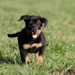 Beauceron-Welpen-7.Woche-E-Wurf-Nikolaus-Kugler_von-den-Waechtern-aus-Bayern