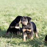 Beauceron-Welpen-7.Woche-E-Wurf-Nikolaus-Kugler_von-den-Waechtern-aus-Bayern