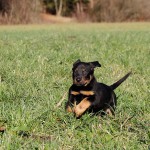 Beauceron-Welpen-7.Woche-E-Wurf-Nikolaus-Kugler_von-den-Waechtern-aus-Bayern