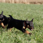 Beauceron-Welpen-7.Woche-E-Wurf-Nikolaus-Kugler_von-den-Waechtern-aus-Bayern