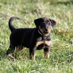 Beauceron-Welpen-7.Woche-E-Wurf-Nikolaus-Kugler_von-den-Waechtern-aus-Bayern